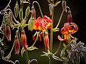 Picture Title - Tiger Lilies