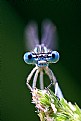 Picture Title - EYE-DRAGONFLY