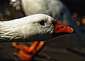 Picture Title - Goose