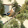 Picture Title - Eurasian Jay