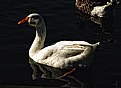 Picture Title - Goose