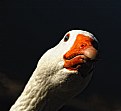 Picture Title - Goose