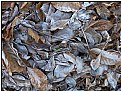 Picture Title - frosty leaves