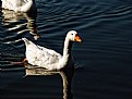 Picture Title - Goose