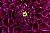  purple maze - Dahlia...