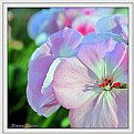 Picture Title - Pink Geranium 