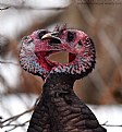 Picture Title - Wild Turkey Challenge