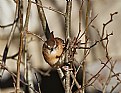  house wren stare