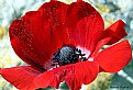 Picture Title - Poppy - Anemone 