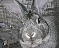 Picture Title - Rabbit