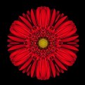 Picture Title - Scarlet Red Kaleido Gerber