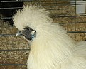 Picture Title - Silkie