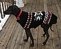 Picture Title - Dog Coat
