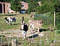 Picture Title - Donkey sanctuary