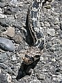 Picture Title - Gopher Snake