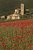 Sant Antimo with poppies, Tuscany