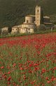 Picture Title - Sant Antimo with poppies, Tuscany