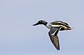 Northern Shoveler inflight