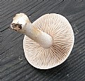 Picture Title - Mushroom White