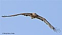 Picture Title - Attack. Black Kite.