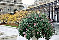 Picture Title - Fence & Flowers