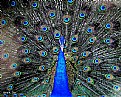 Picture Title - Peacock