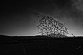 Picture Title - Flock