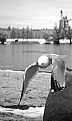 Picture Title - Gull