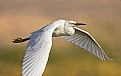 Picture Title - When Egrets Fly