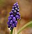 grape hyacinth