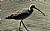 Long-Billed Curlew