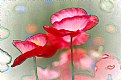 Picture Title - Shirley Poppies layers