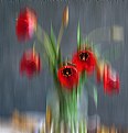 Picture Title - Tulips