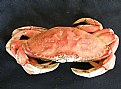 Picture Title - Dungeness Crab