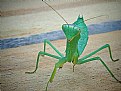 Picture Title - mantis