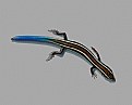 Picture Title - Blue Tail Skink