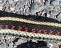 Picture Title - Garter Snake