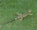 Picture Title - Aruba Lizard