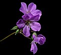 Picture Title - Wild geranium