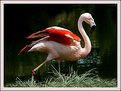 Picture Title - Flamingo Going Someplace