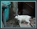 Picture Title - Oneeyed Lonely Homeless Cat