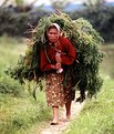 Picture Title - Hardworker Lady