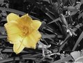 Picture Title - Colored Lily