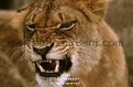 Picture Title - Lion (Panthera leo)