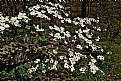 Picture Title - dogwood delight