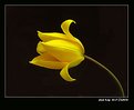 Picture Title - Wild tulip