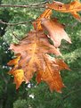 Picture Title - Fall 2000 ; Katoomba