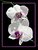 Phalaenopsis Orchid.