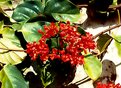 Picture Title - Clerodendro splendens