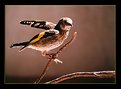 Picture Title - goldfinch